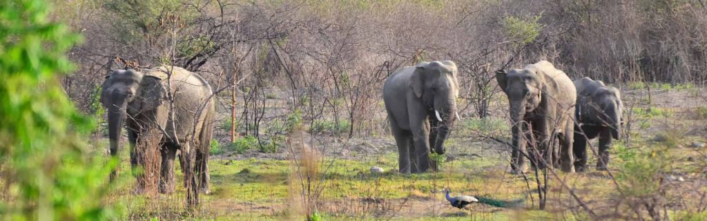 dhela-zone-jim-corbett