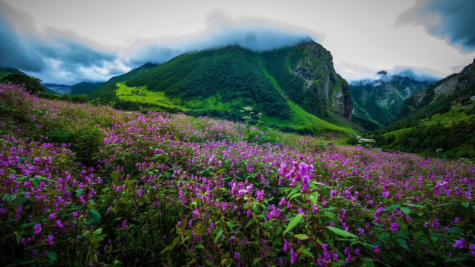 Valley of Flowers National Park, Uttrakhand Trippy Mania