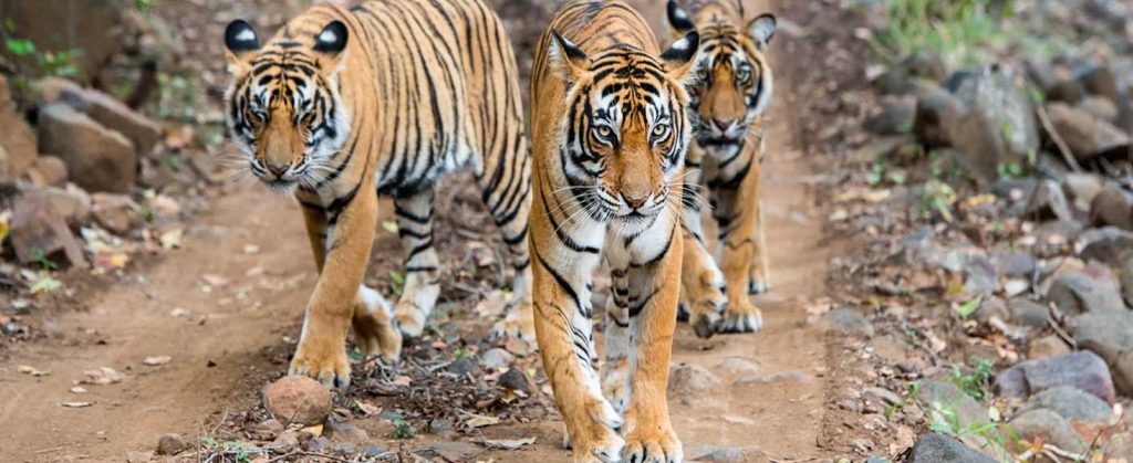 jhirna-zone-jim-corbett