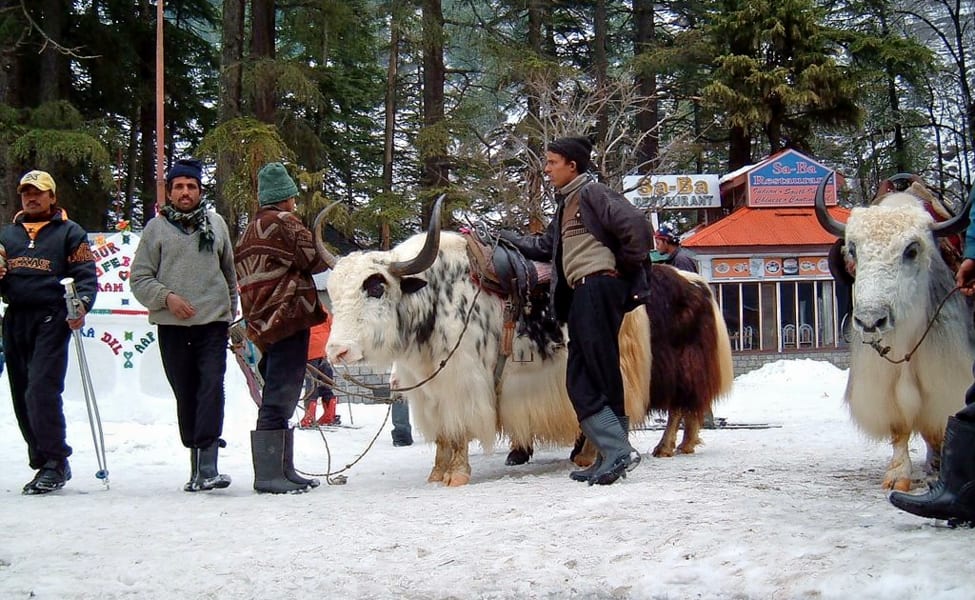 yak-rides-solang-valley-manali