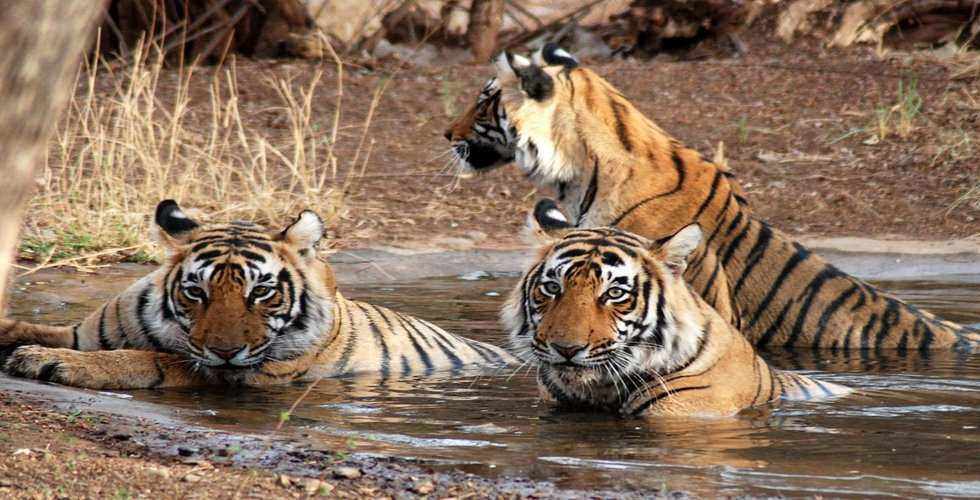 Jim-Corbett-National-park-wild-life